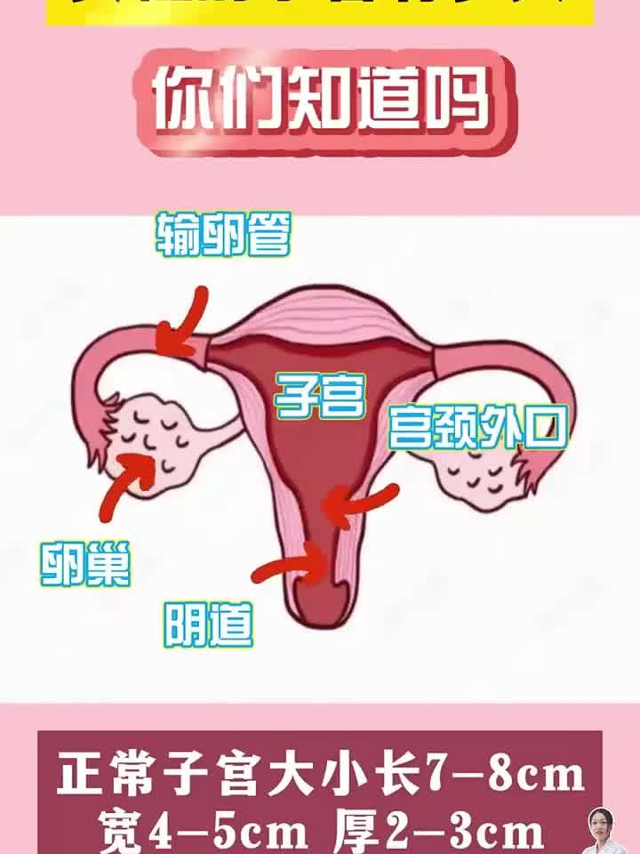 女性子宫尺寸揭秘:它到底有多大?