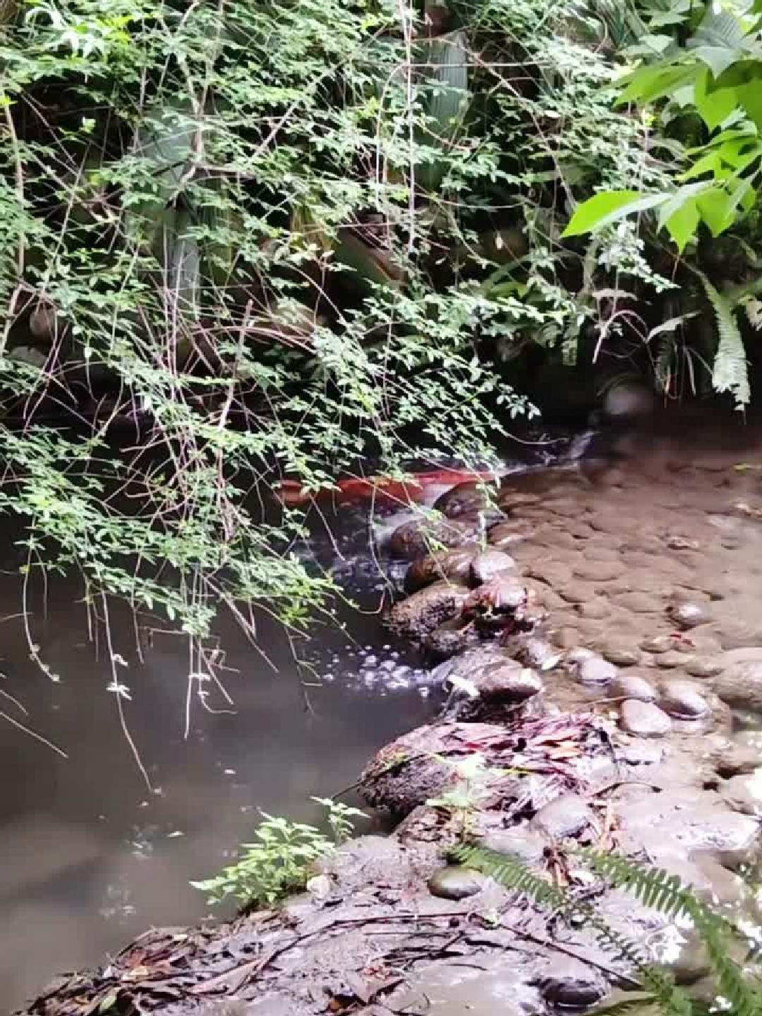 鲤鱼跃龙门