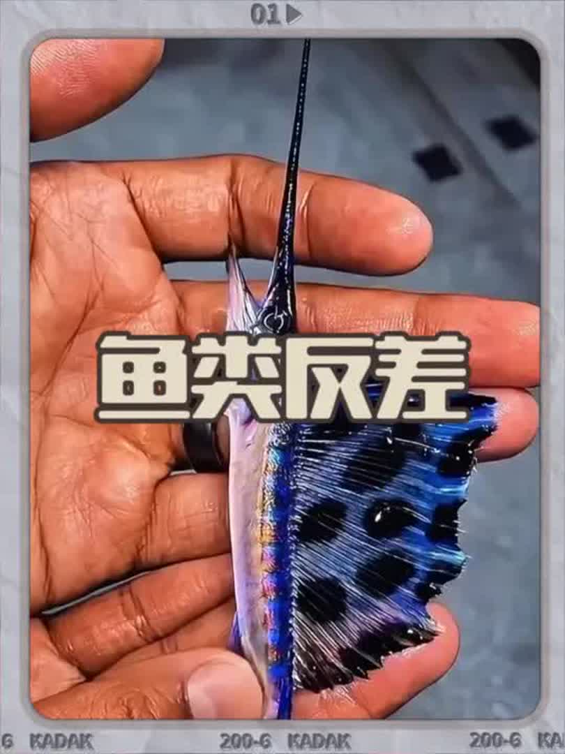 带你见识各种鱼小时候和长大的反差