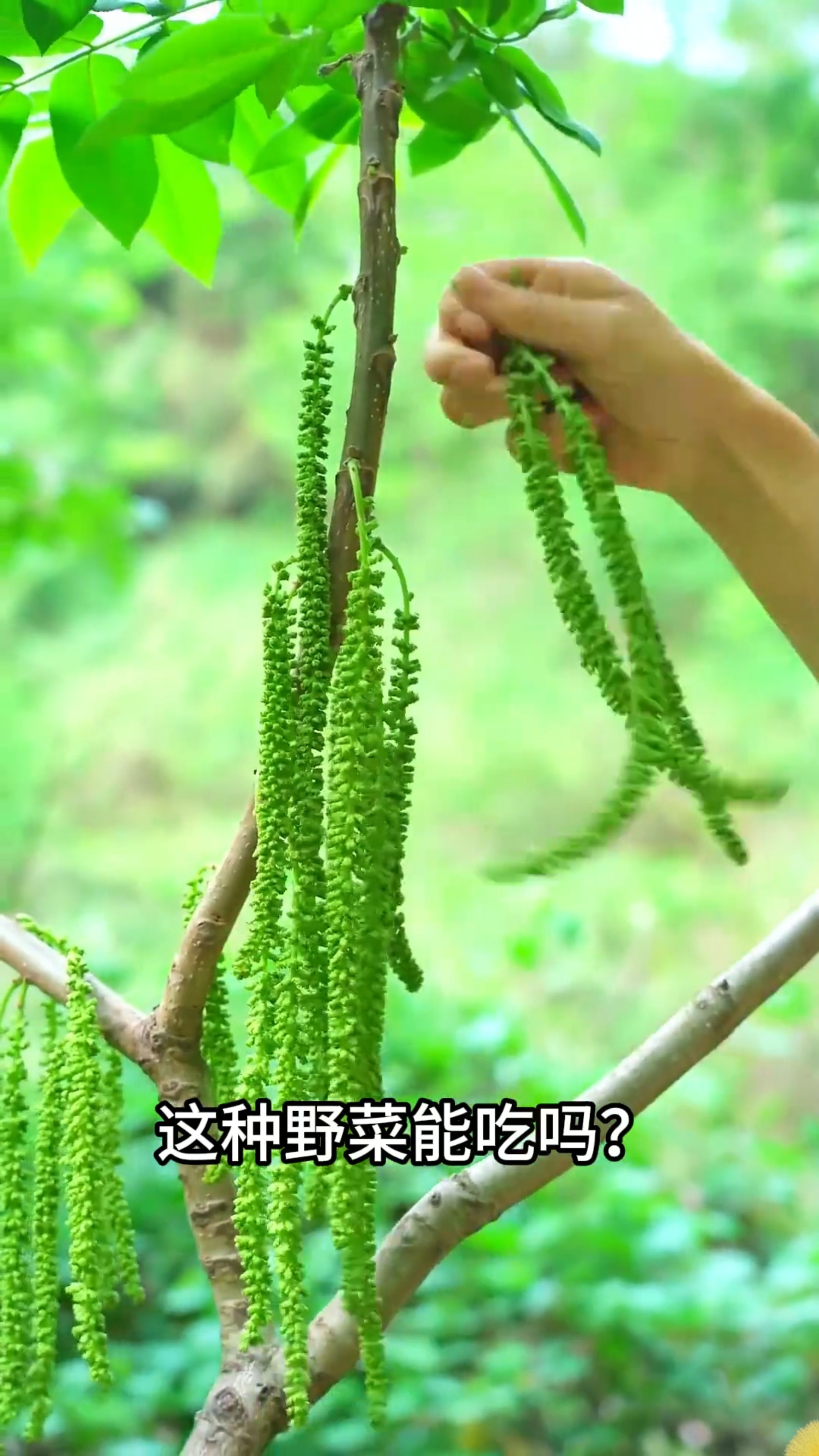 “可食用野菜大合集”一口气带你认识15种野菜