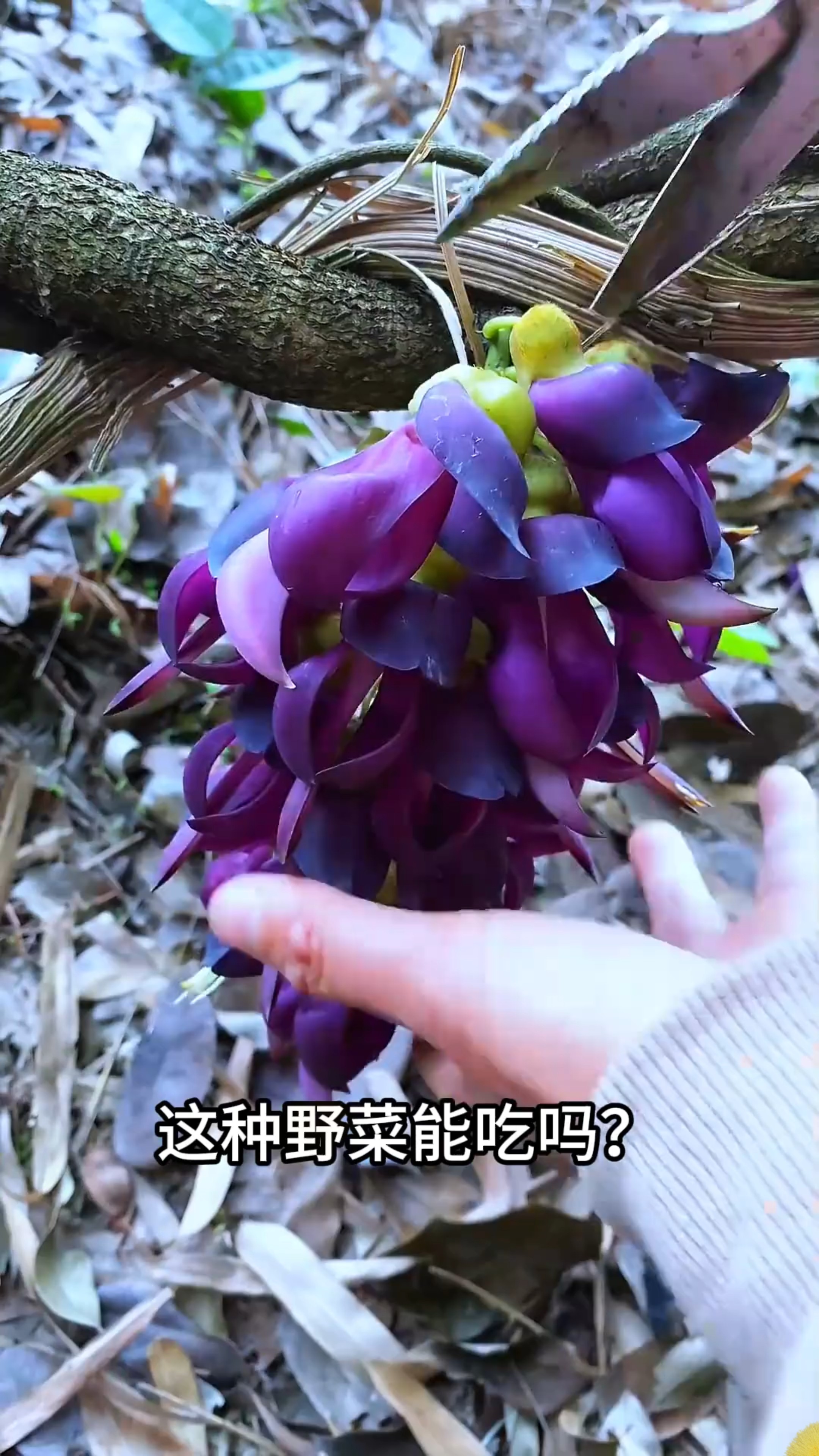 “可食用野菜大合集”一口气带你认识14种野菜，你都吃过几种？