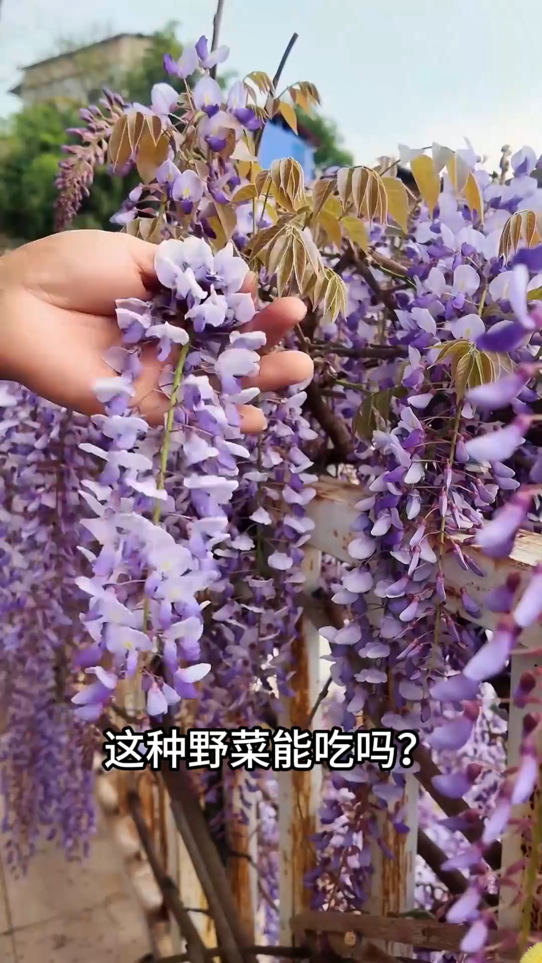 “可食用野菜大合集”一口气带你认识13种野菜