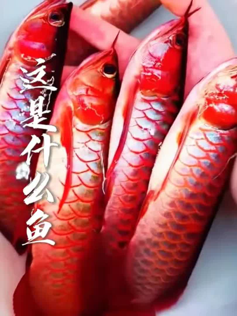 如何挑选最稀有的龙鱼品种？你绝对没见过的美丽与神秘！