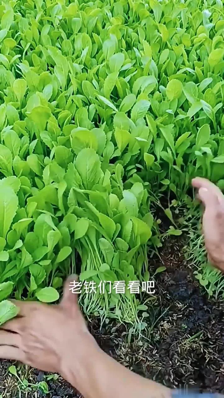 快速处理小白菜的方法