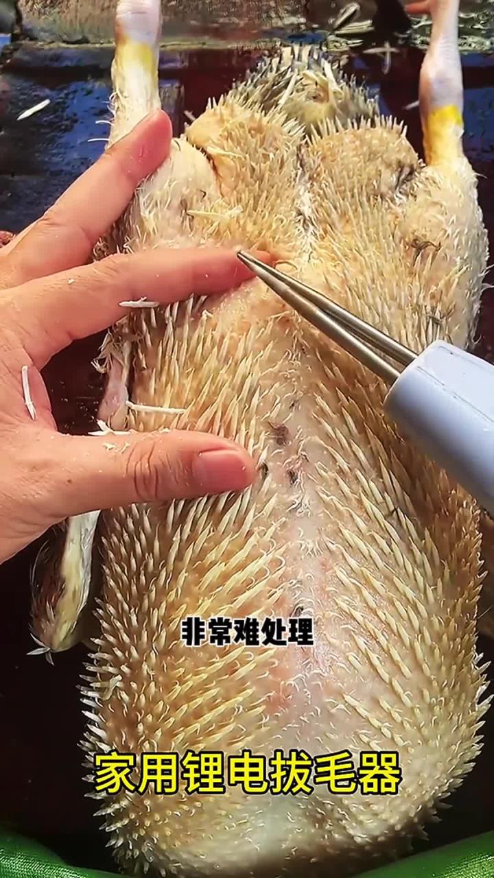 用这个工具处理鸡鸭鹅毛太方便了