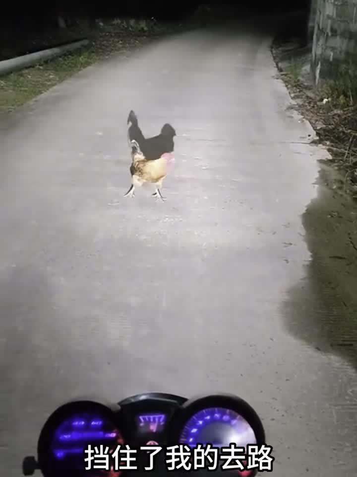 公鸡挡路是怎么回事,难道前面的路不通吗