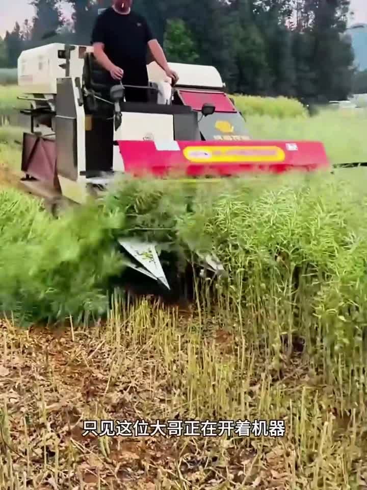 收割油菜籽