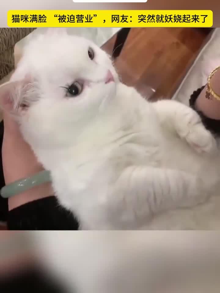 主人给猫咪贴长睫毛,秒变妩媚汤姆猫女友