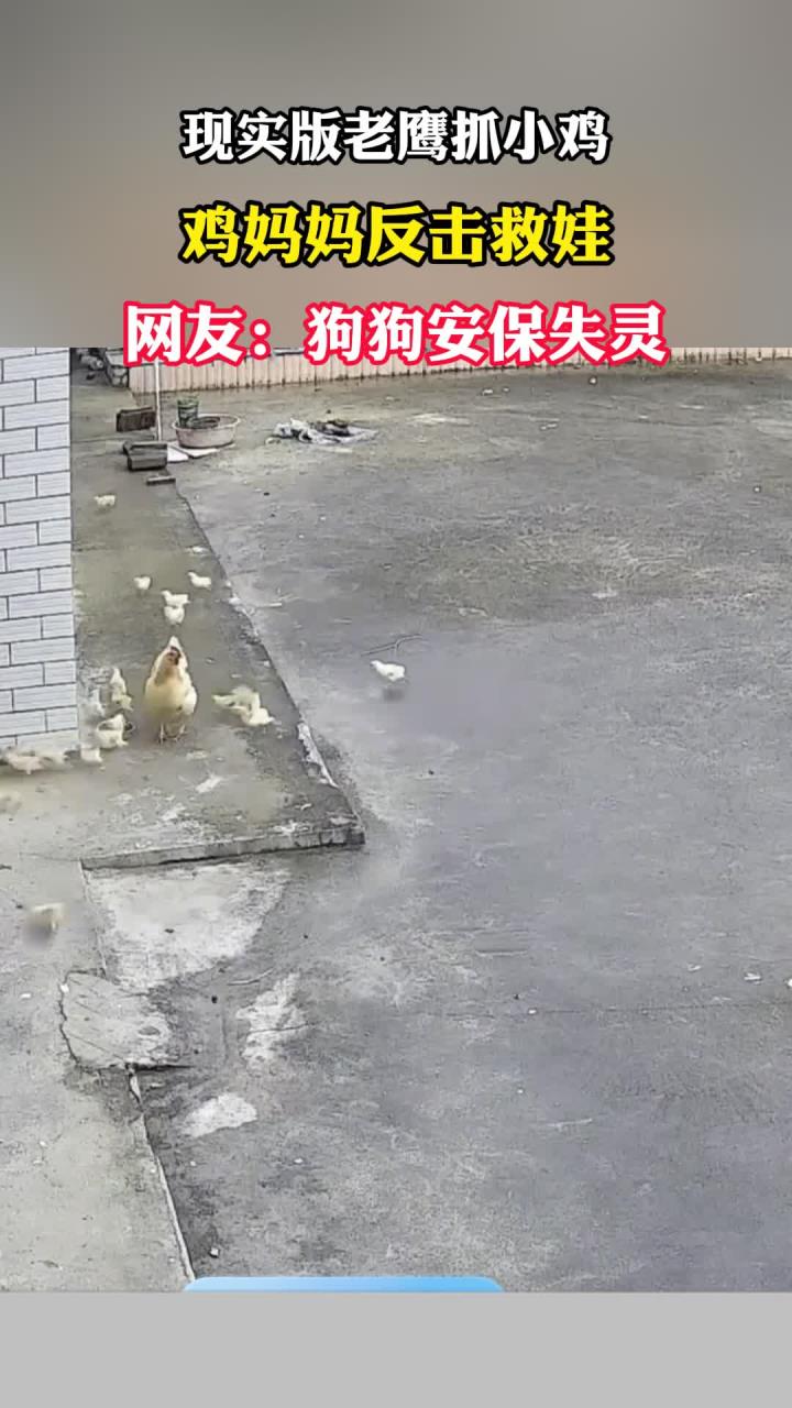 现实版老鹰抓小鸡，鸡妈妈奋力反击反击要救回孩子