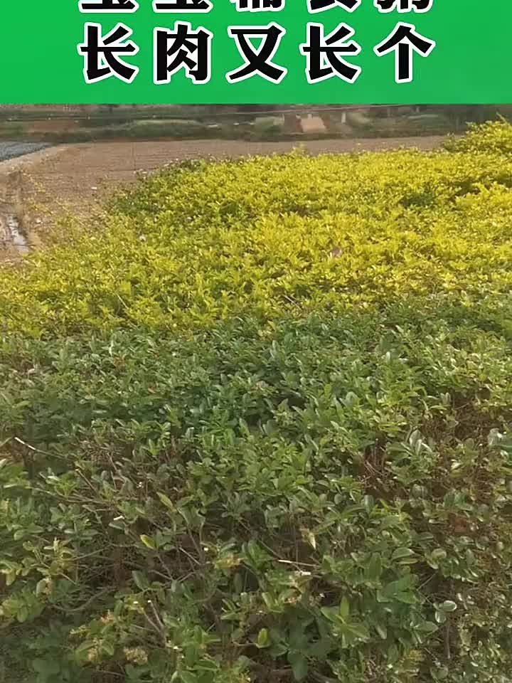 宝宝爱喝的辅食粥,助他长肉又长个!