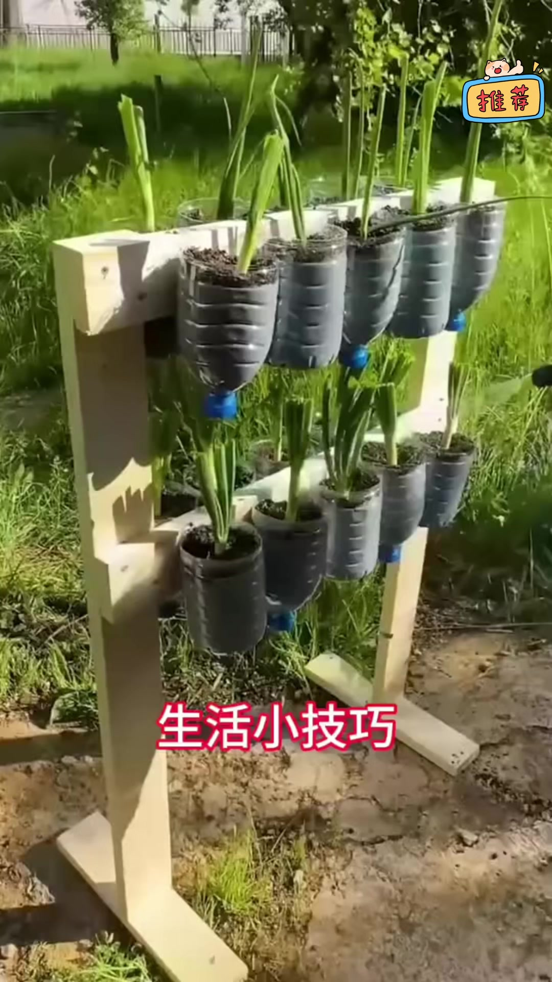 1个塑料瓶就有吃不完的蔬菜，阳台种菜新招，99.5%的人不知道