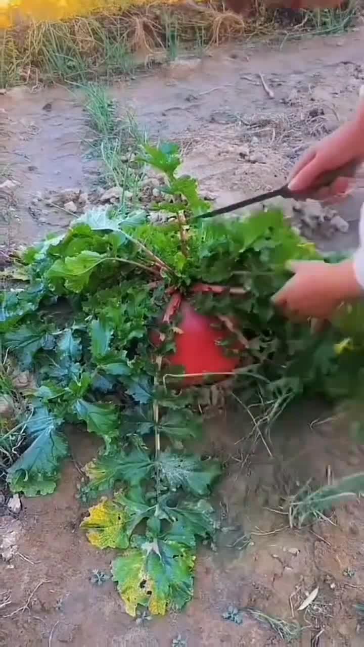 野生的大萝卜