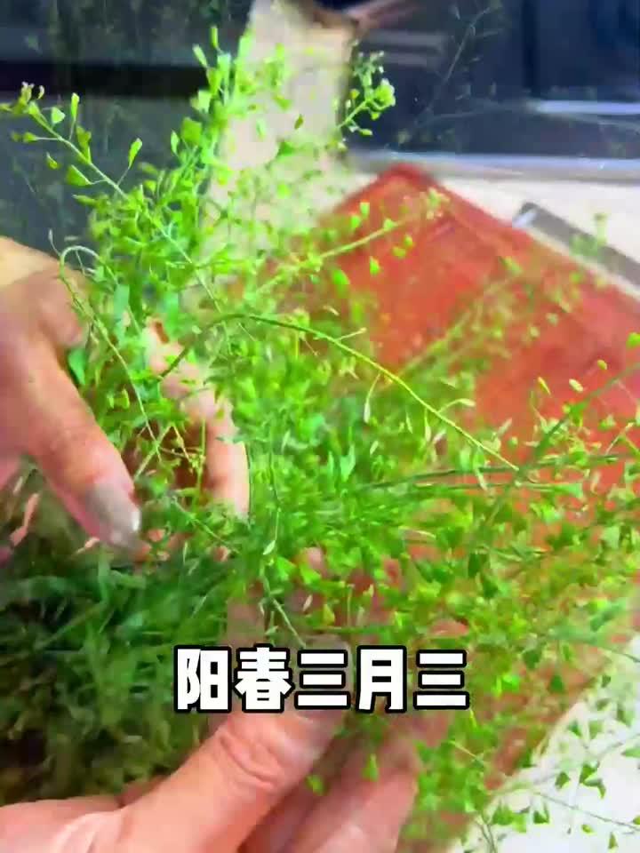 三月三养生秘诀:荠菜花煮蛋的惊人功效,你知道几个?