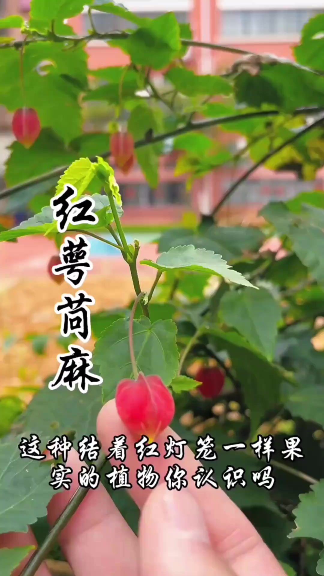 红萼苘麻，一种优质的盆栽观赏植物，看上去格外喜庆