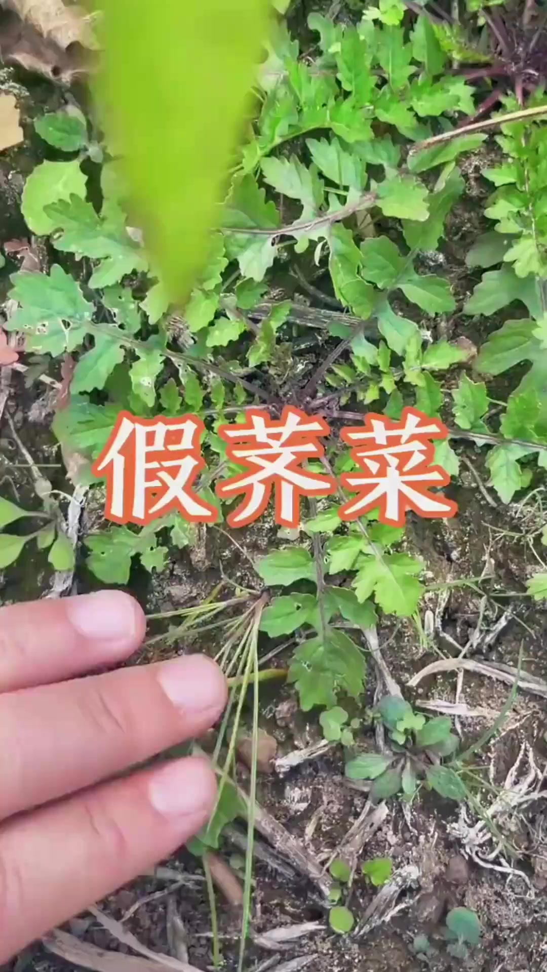 这个植物是蔊菜，也叫它水荠菜