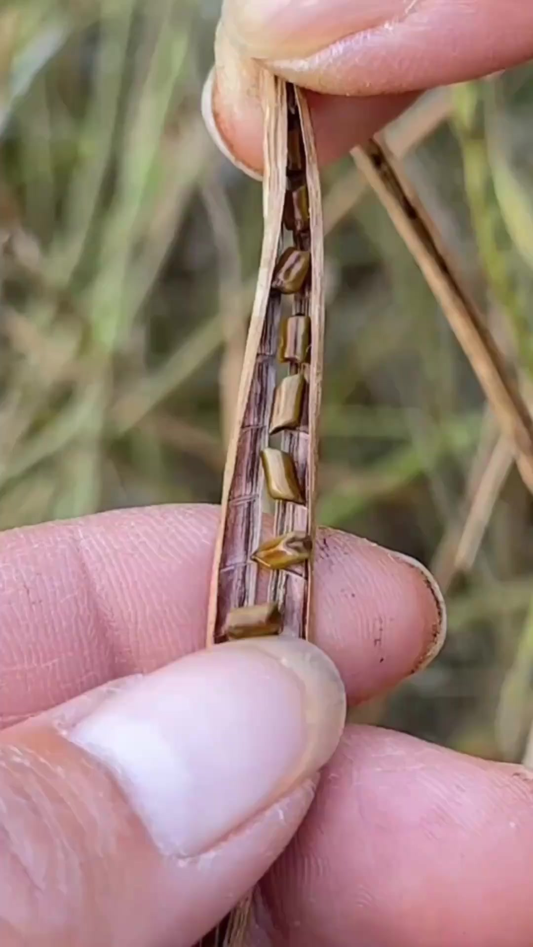 决明草的种子就是决明子，农村人收采决明子