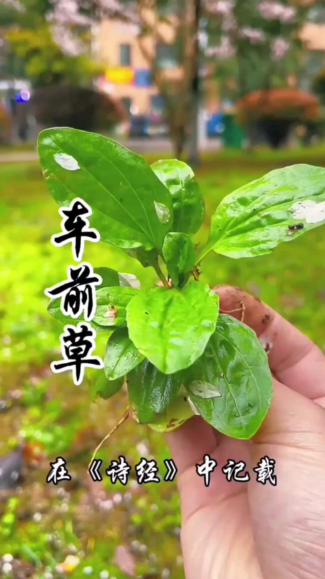 车前草，也叫平车前、车轱辘菜，它的价值你了解吗