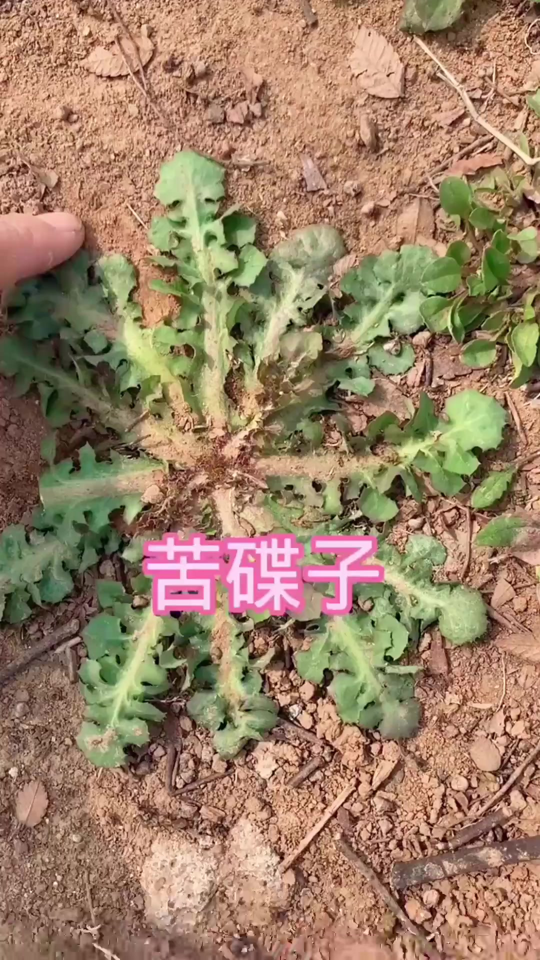 这个植物是苦碟子，也叫它苦碟菜