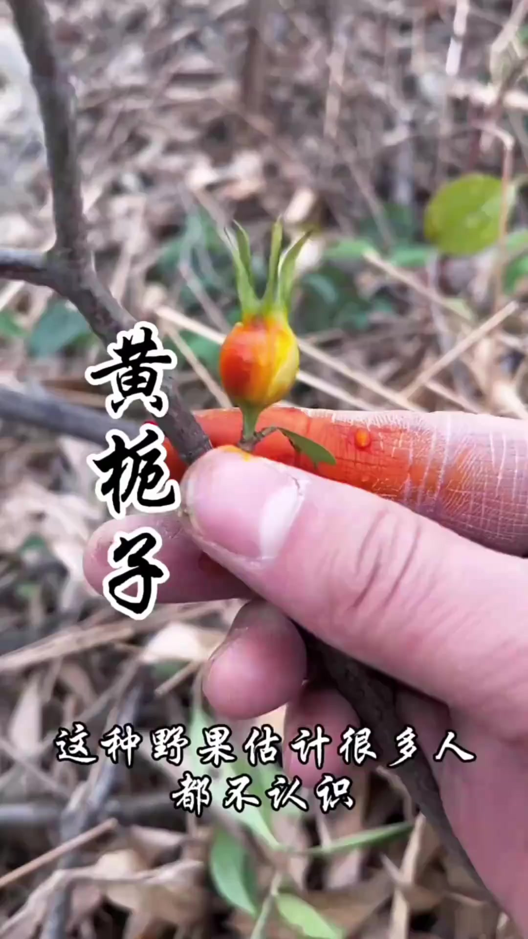 黄栀子你认识吗？小时候采摘它来画画，自带童年回忆的野果