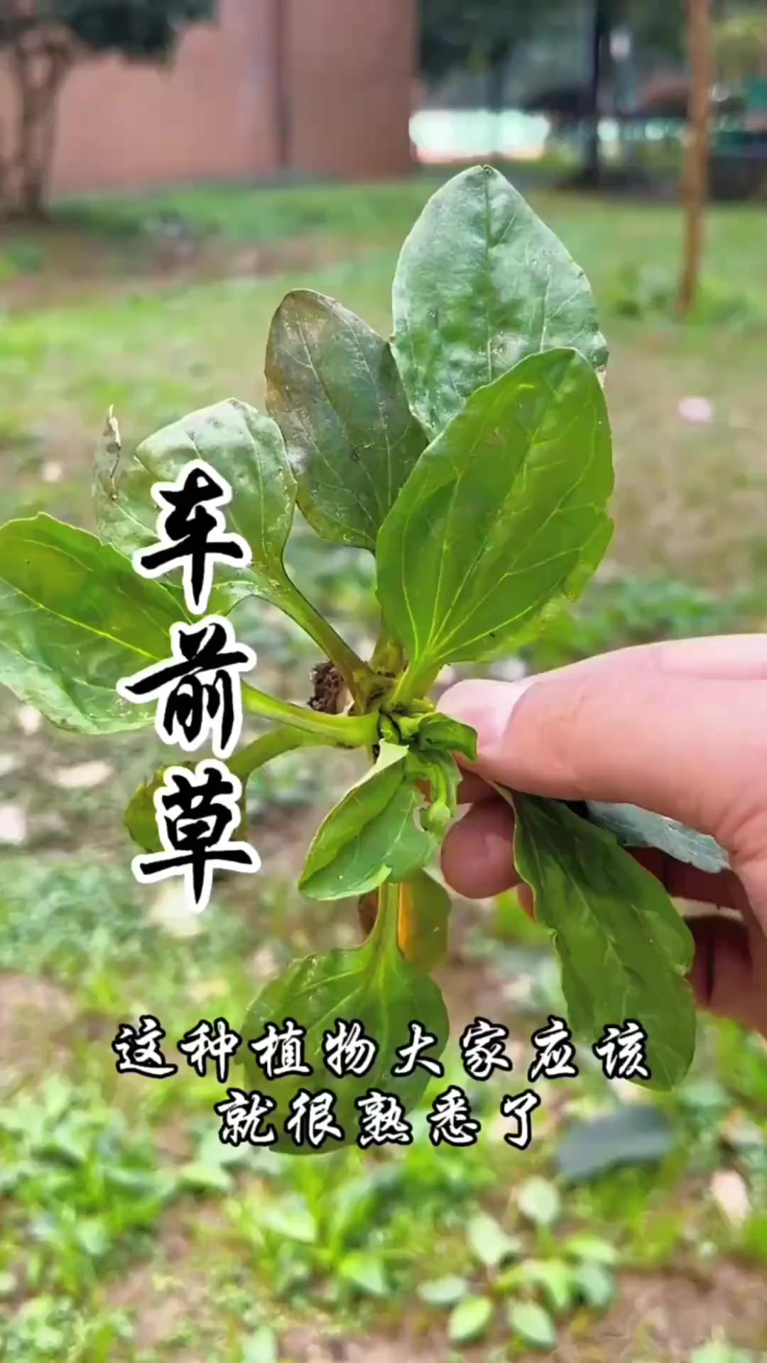 薄荷，又称夜息香、银丹草，唇形科薄荷属多年生草本植物