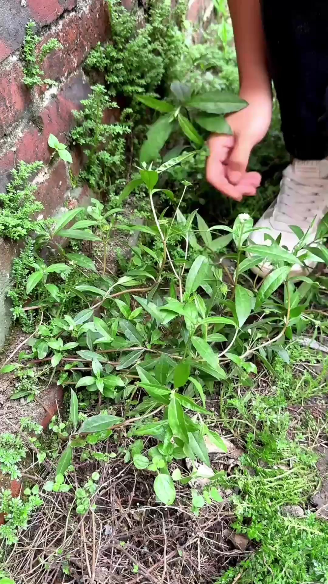 这种植物就像一把鸡毛掸子，既好玩又实用，它就是飞蓬草