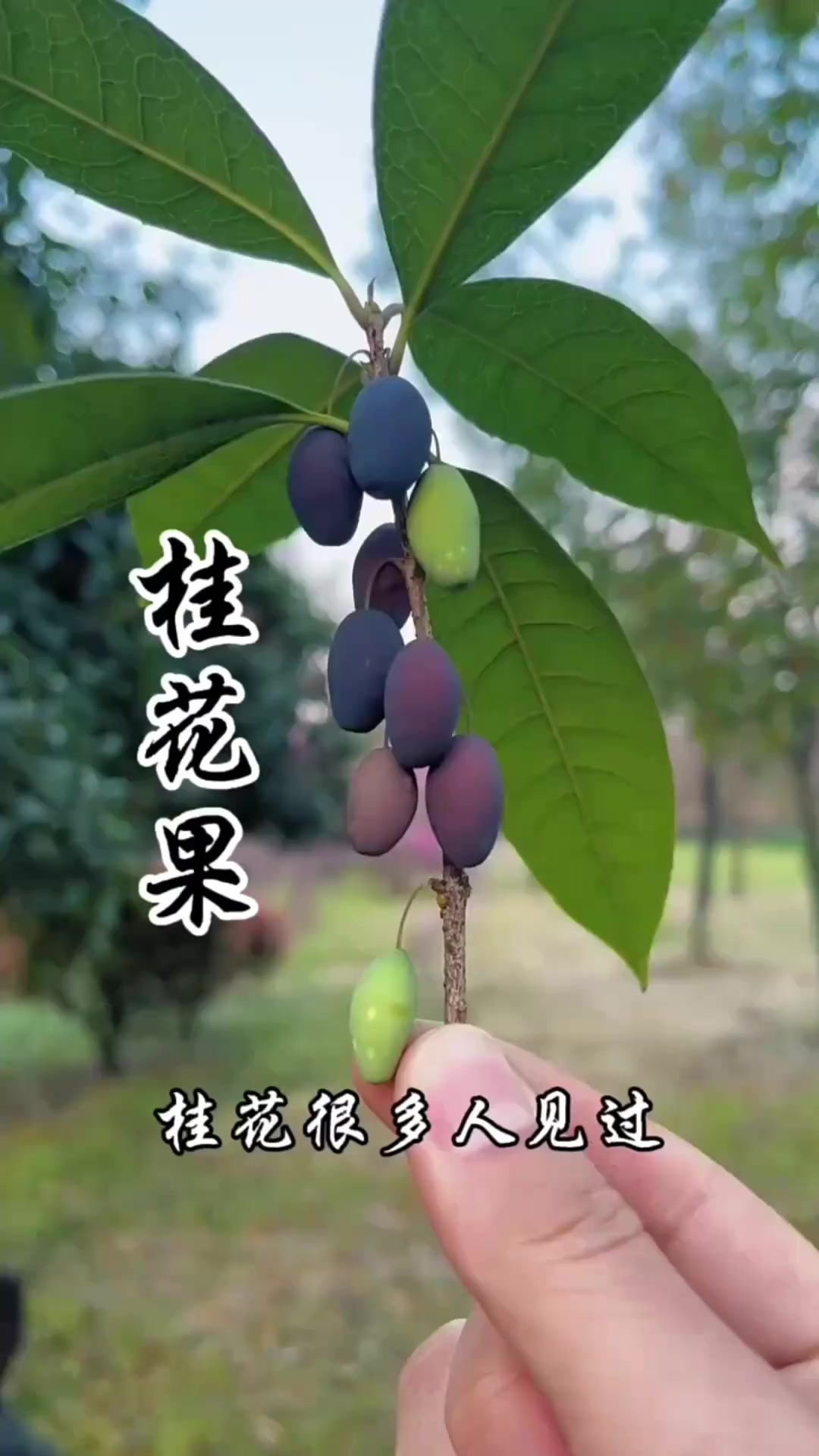 山上的美味野菜，金刚藤嫩芽，炒鸡蛋或者炒腊肉，甚为好吃
