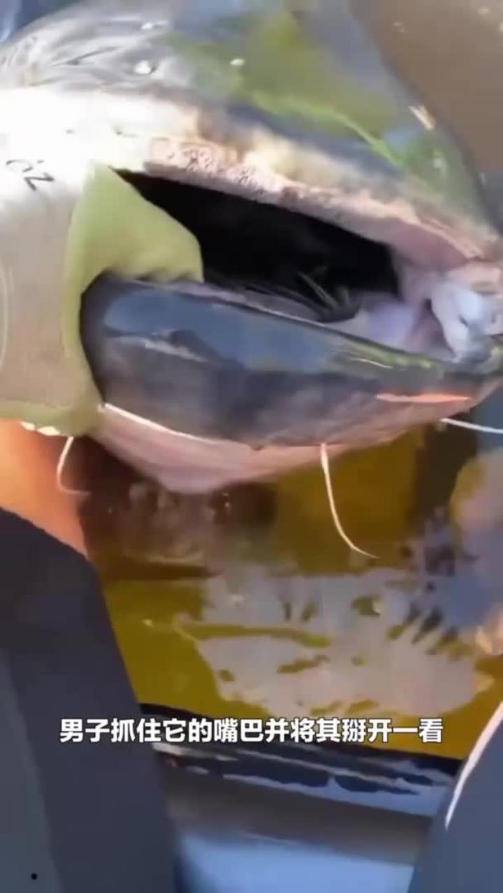 大鲶鱼的嘴里有一只水豚!