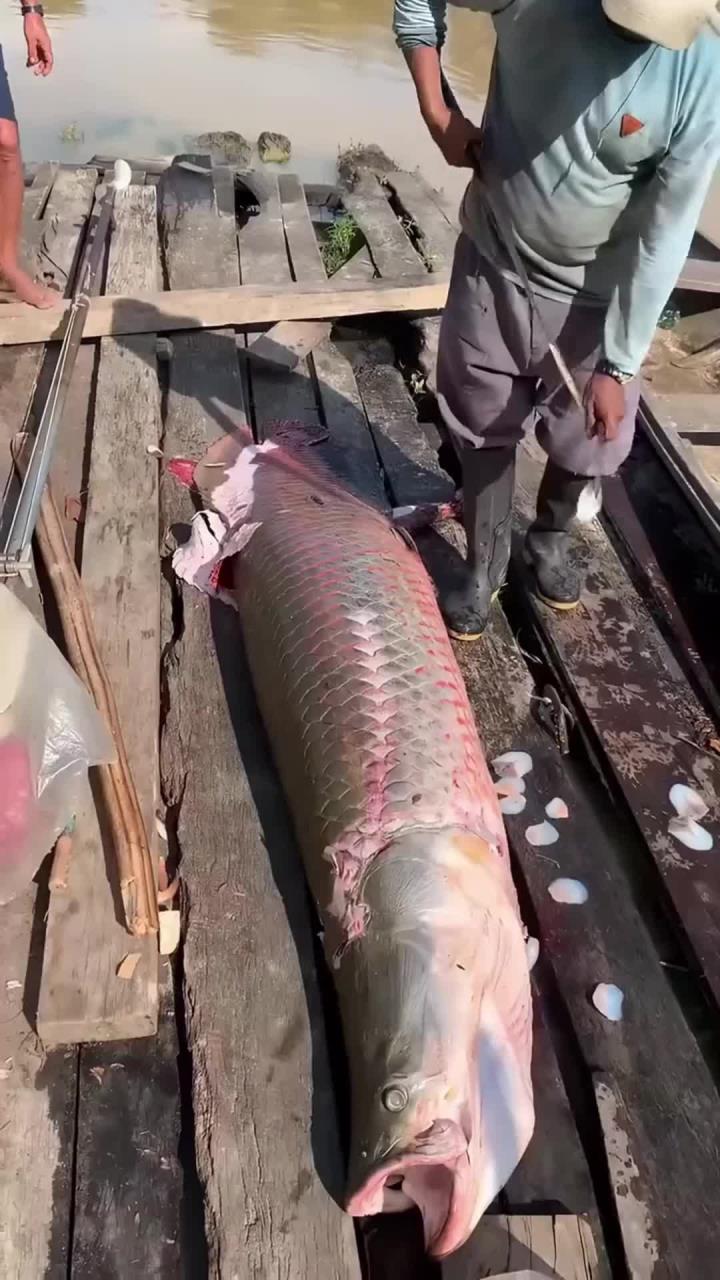 世界上最大的淡水鱼