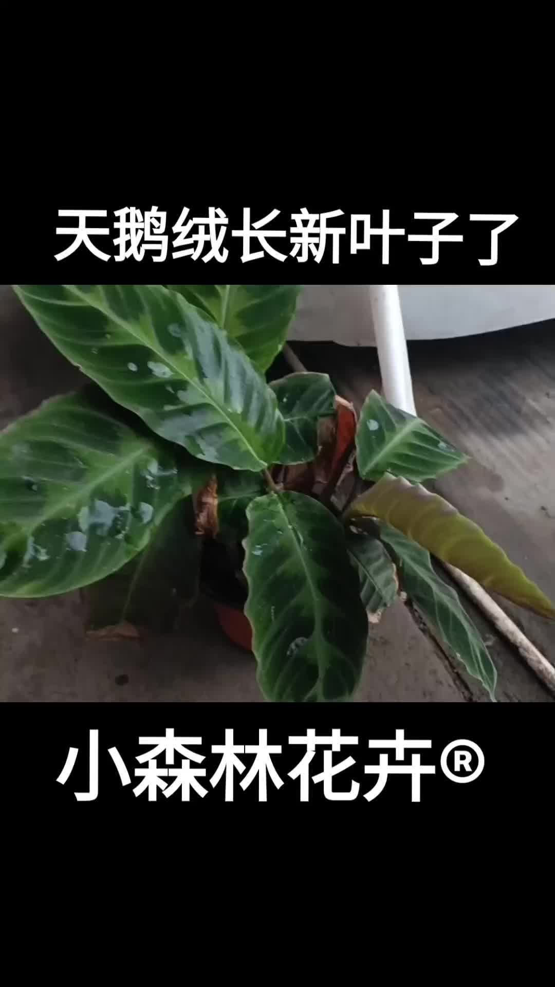 天鹅绒竹芋怎么样？怎么浇水？怎么施肥？