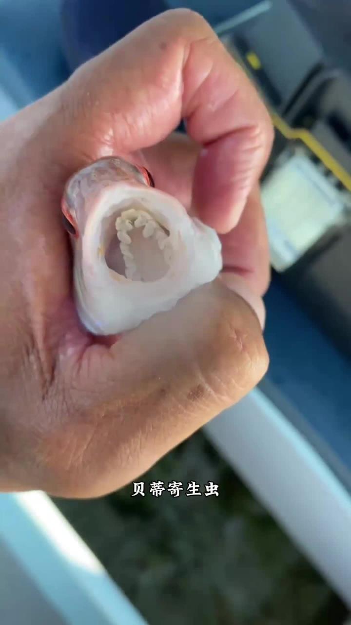 寄生在鱼嘴里的寄生虫，看看它是如何寄生的？
