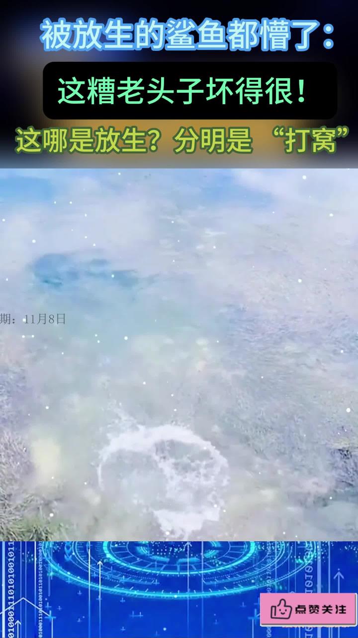 这不叫放生,这应该叫打窝吧!鲨鱼:糟老头子坏得很!