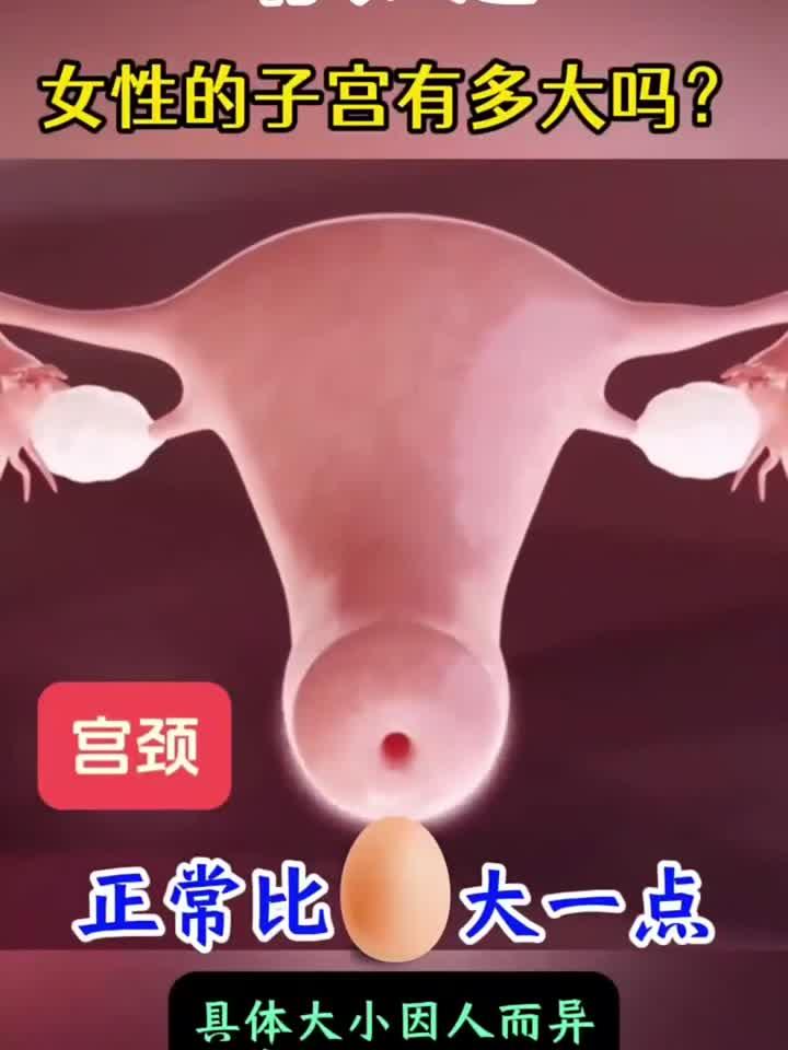 女性子宫的真实尺寸,你了解吗?