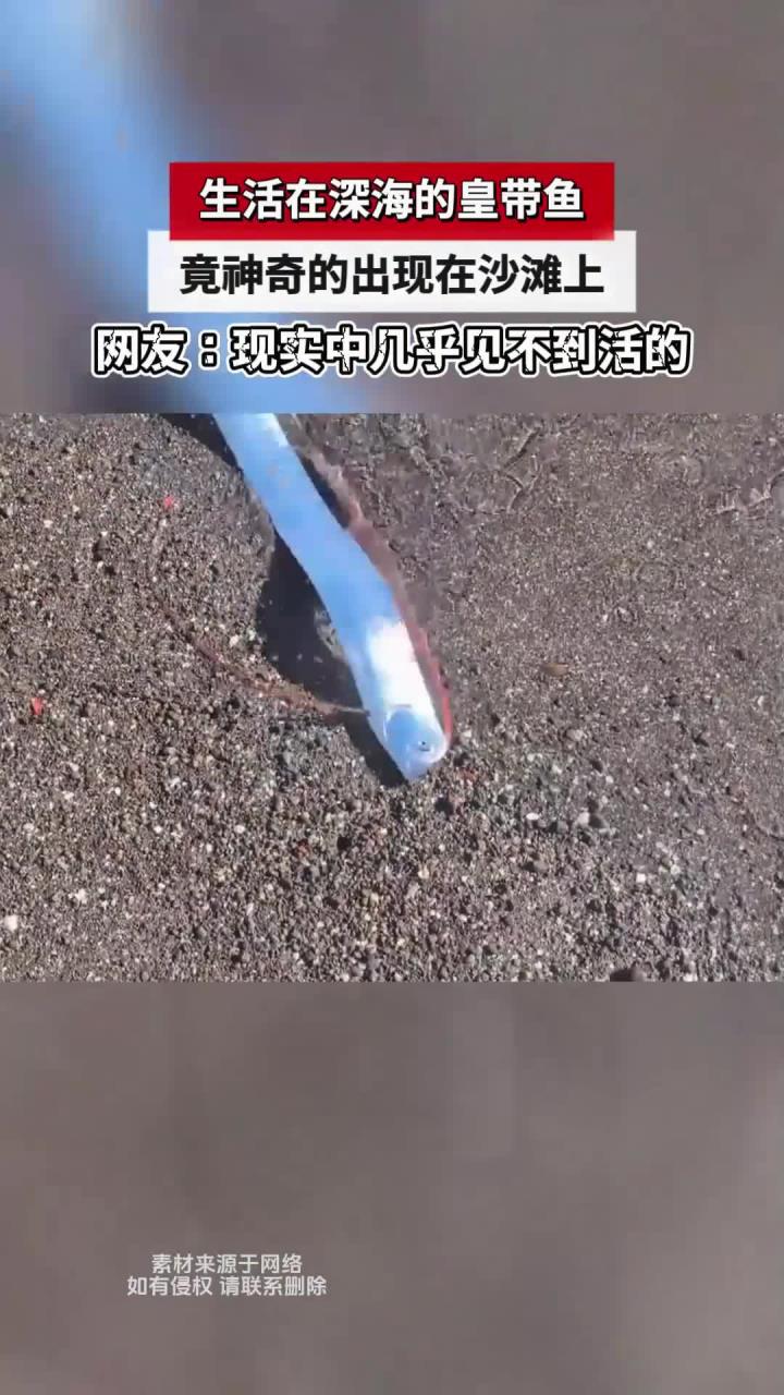 生活在深海的皇带鱼,竟神奇的出现在沙滩上