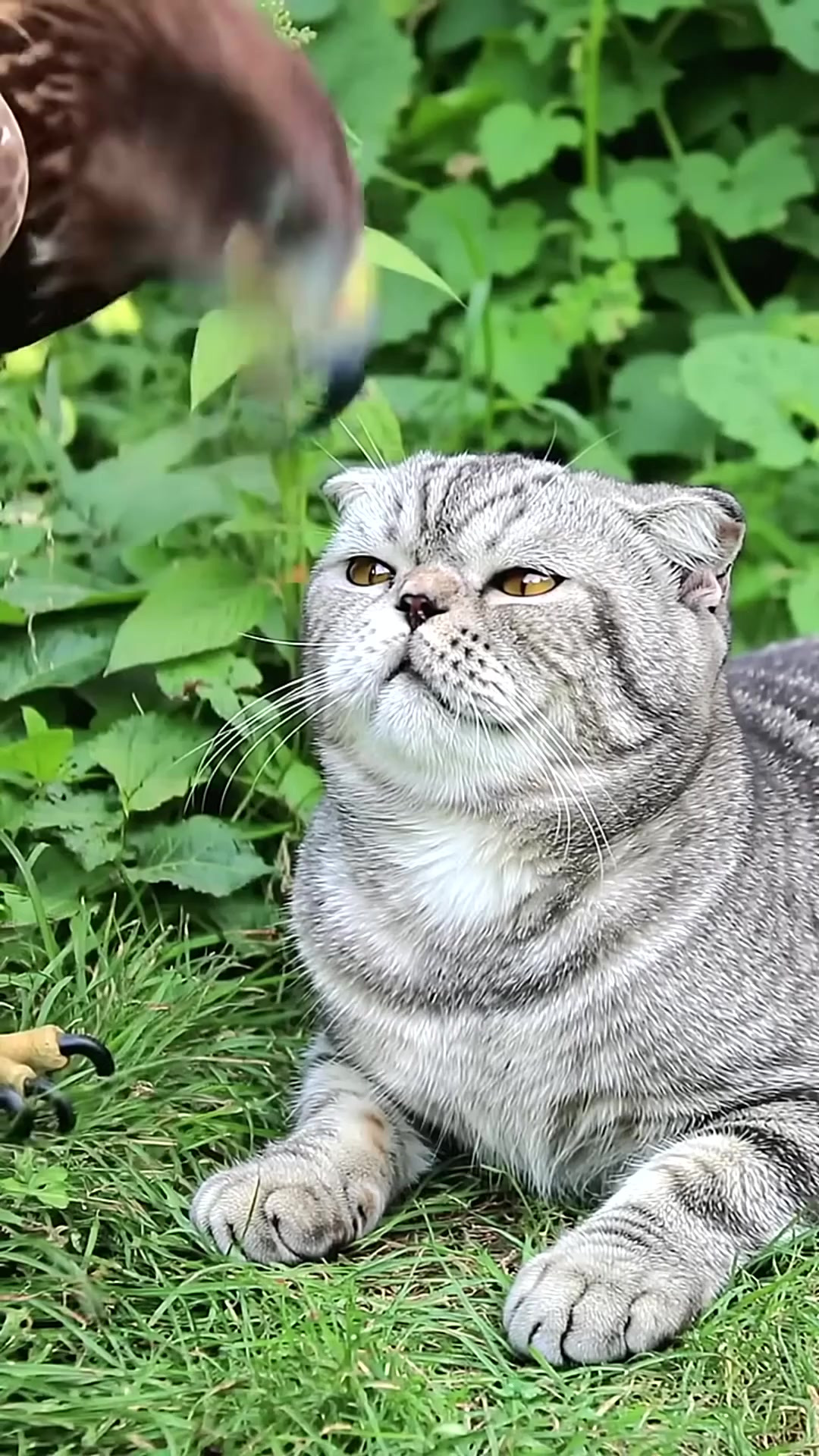 鹰喂猫吃红果？这对“天敌”竟如此和谐！