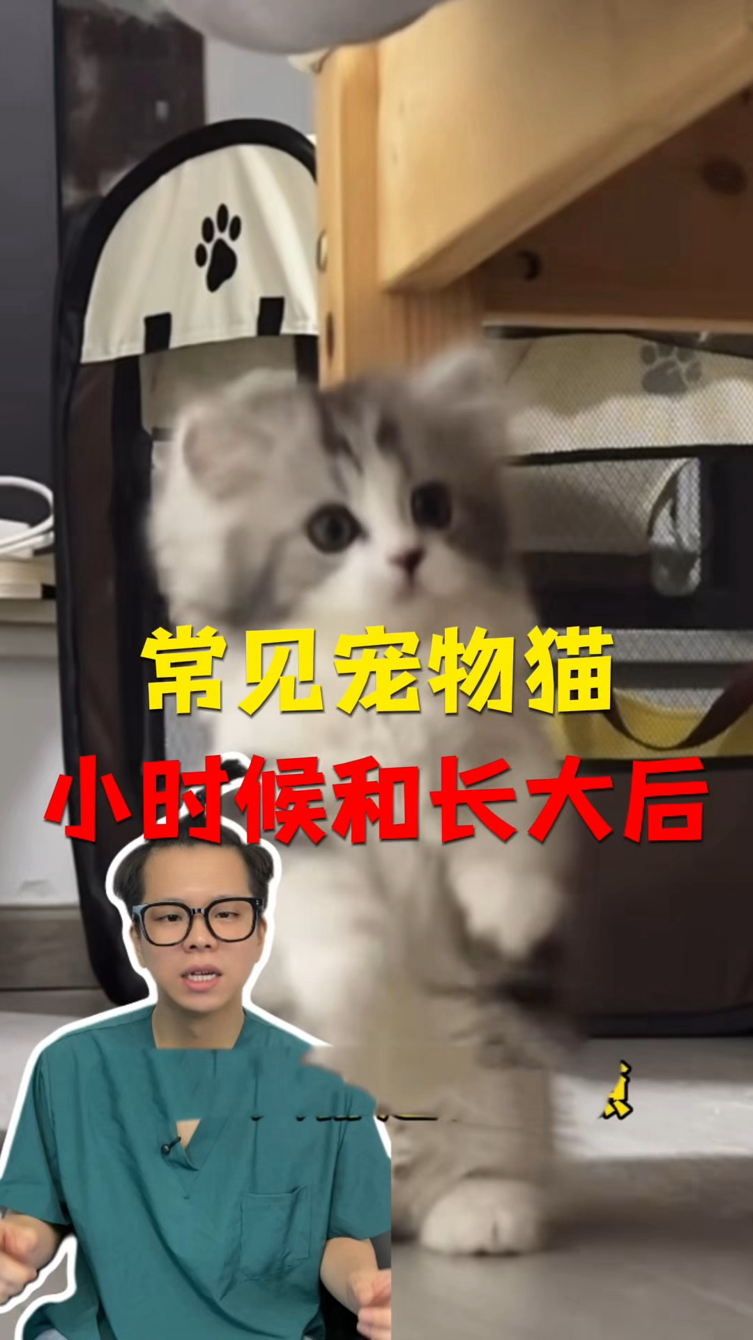 常见宠物猫的小时候长大后!