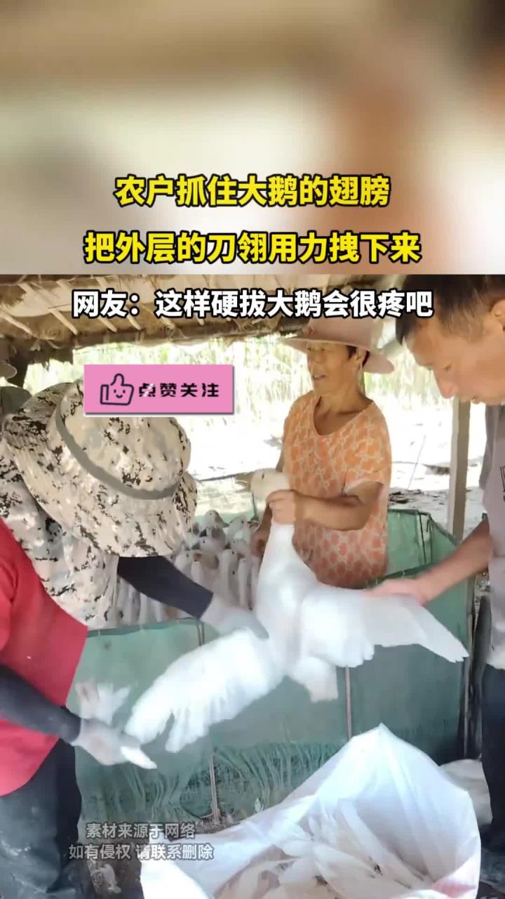 农户抓住大鹅的翅膀,把外层的刀翎用力拽下来