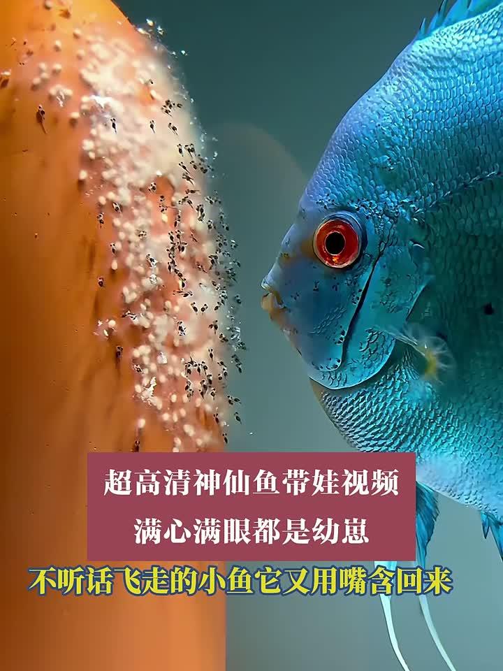 超高清神仙鱼带娃视频，满心满眼都是幼崽