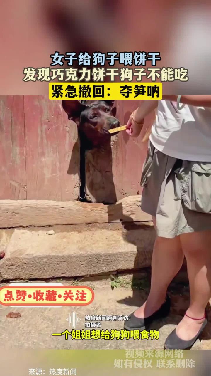 女子给狗子喂饼干,发现巧克力饼干狗子不能吃,紧急撤回:夺笋呐