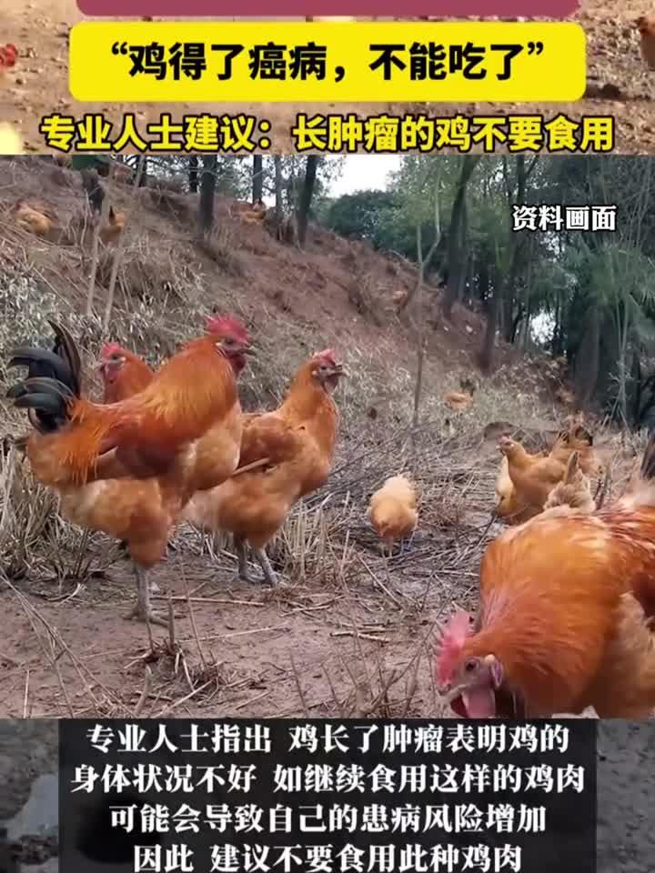 杀鸡发现鸡长肿瘤,专家提醒:这种鸡肉千万别吃!