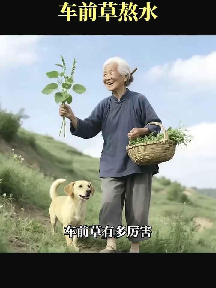 晨起养阳气暮时安脏腑,车前草煮水的好处,你知道多少?