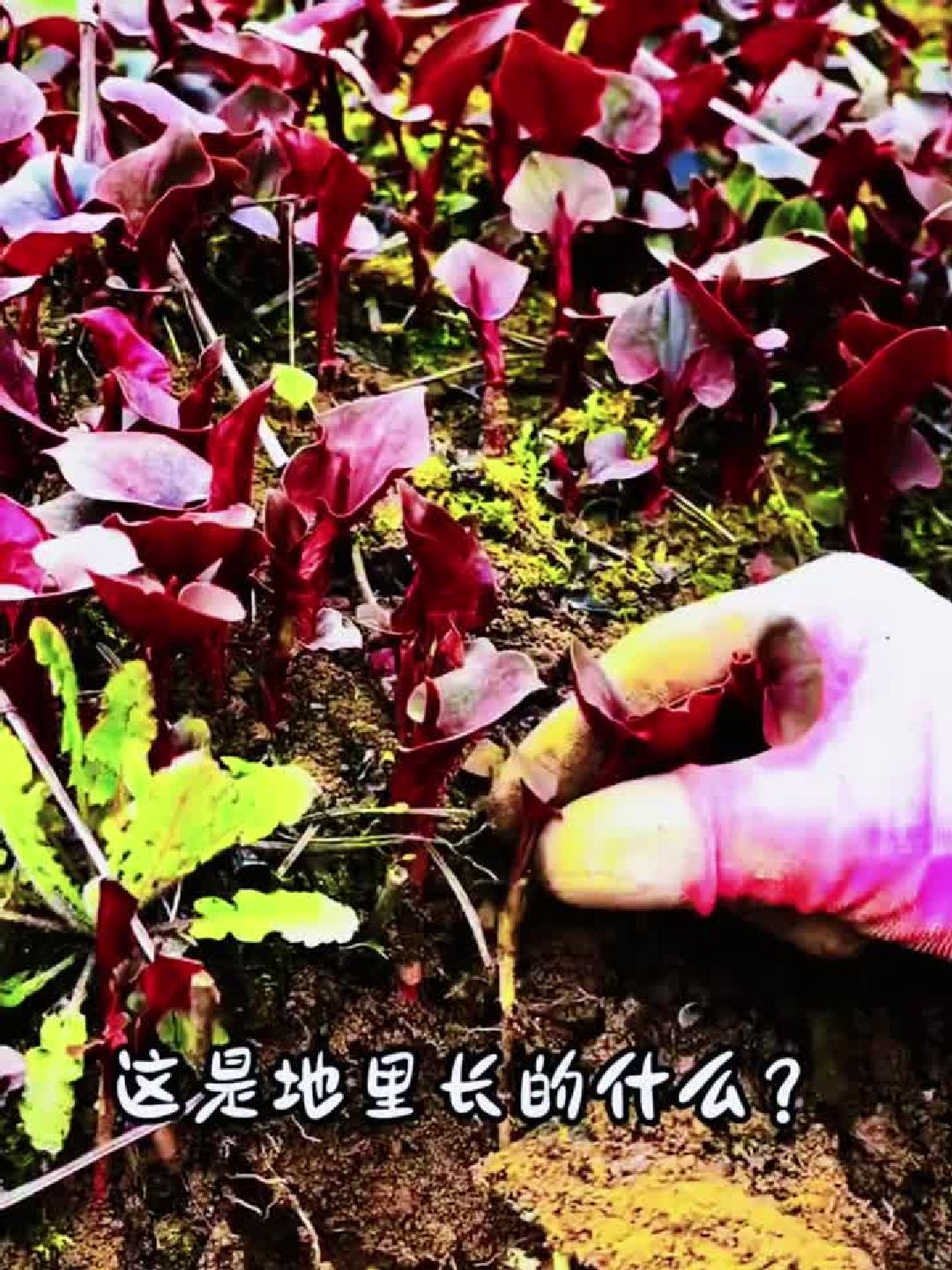 红苋菜原来长这里