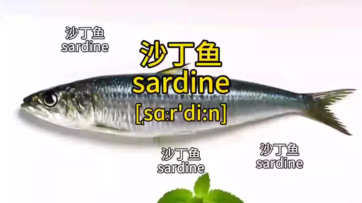 “沙丁鱼”的英语怎么说?打在评论区,增强记忆!