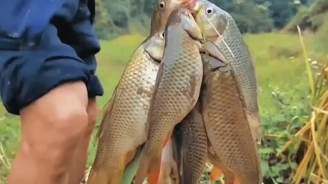稻田养鱼当年很火,如今却少有人坚持