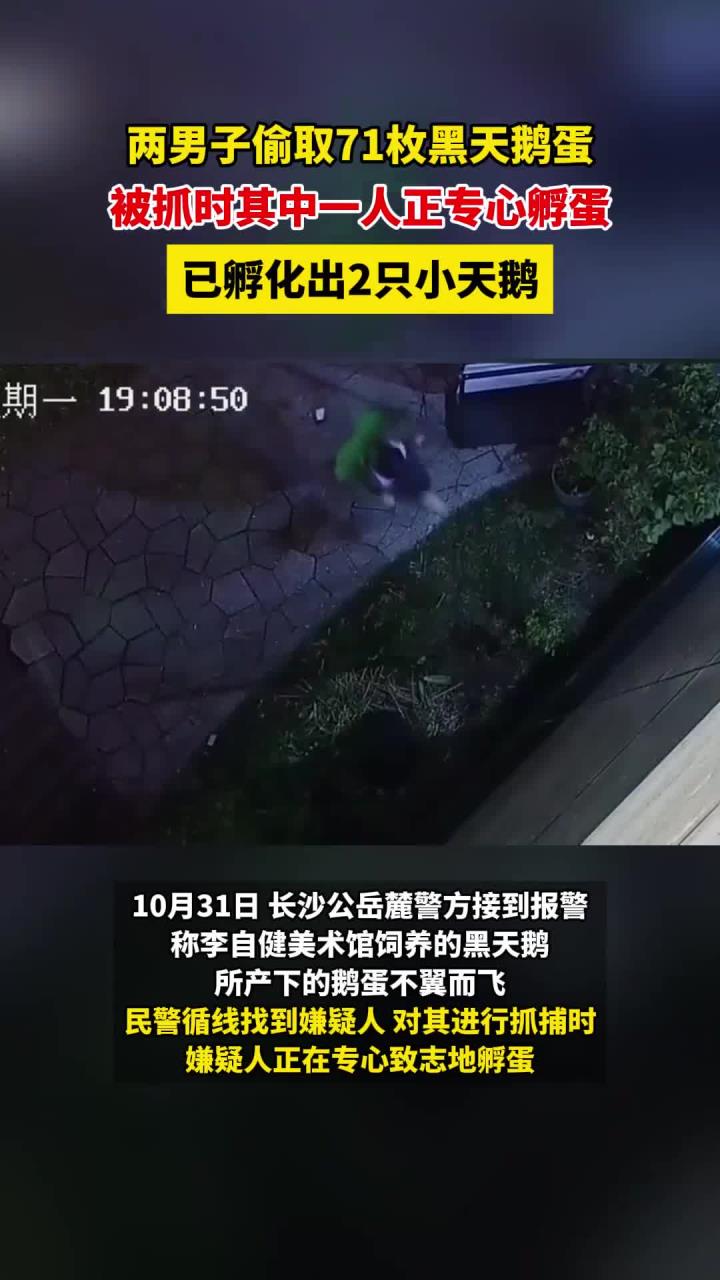 普法案例：两男子偷取71枚黑天鹅蛋，被抓时其中一人正专心孵蛋