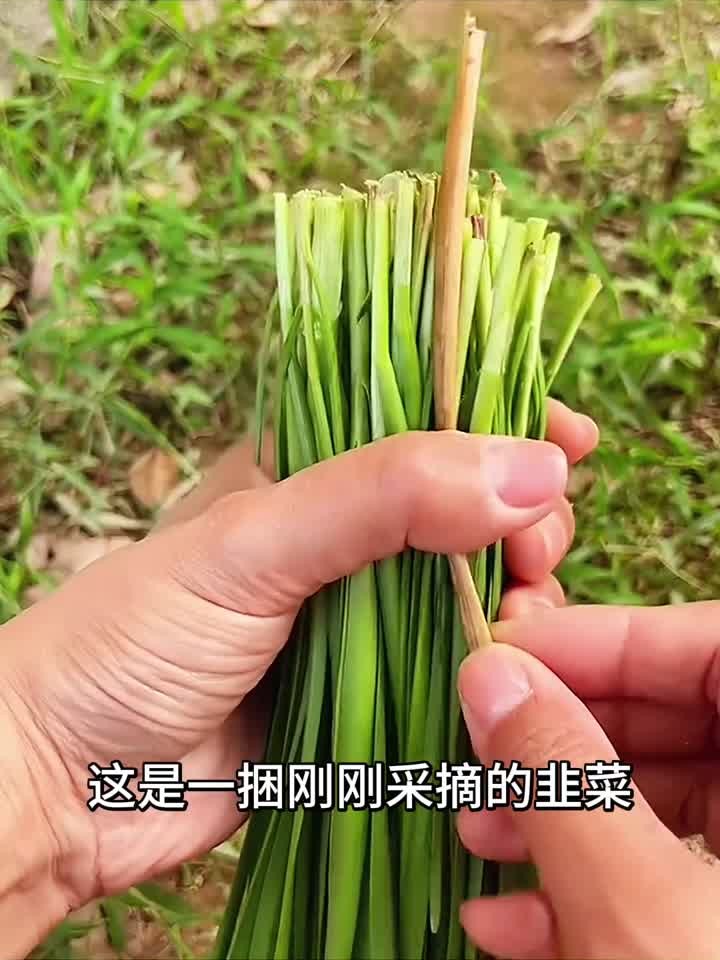 杂草捆扎韭菜,很轻松的就完成了