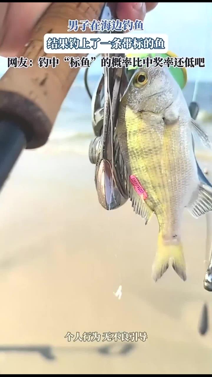 男子在海边钓鱼,结果钓上了一条带标的鱼,网友:钓中“标鱼”的
