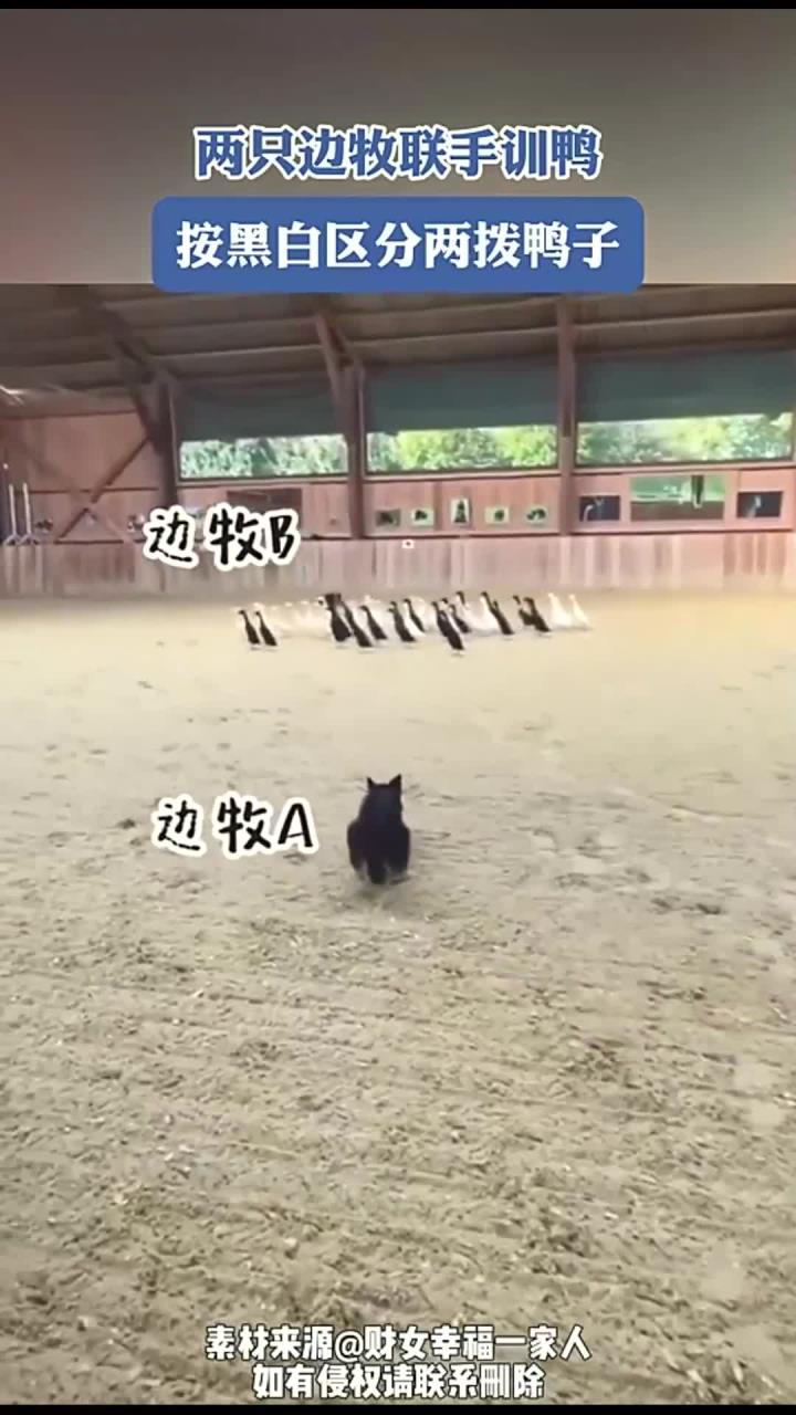 两只边牧联手训鸭,按黑白区分两拨鸭子