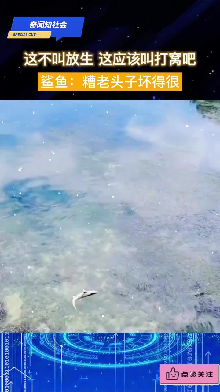 这不叫放生,这应该叫打窝吧!鲨鱼:糟老头子坏得很!