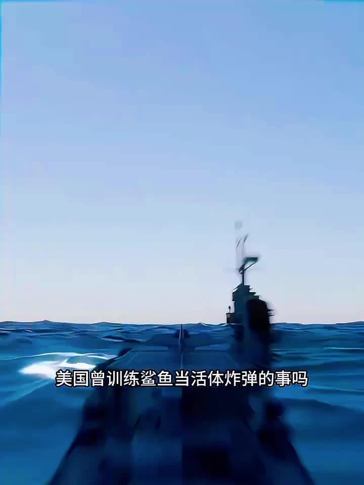 美国训练鲨鱼当活体炸弹
