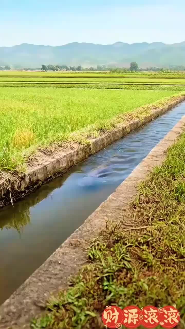 包菜喂鱼,这操作太接地气